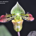 Paphiopedilum venustum-1