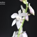 Calanthe aristulifera-1