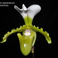 Paphiopedilum spicerianum-1