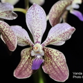 Vanda lamellata-3