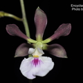 Encyclia cordigera