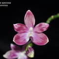 Phalaenopsis speciosa-1