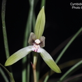 Cymbidium goeringii