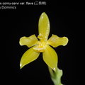 Phalaenopsis cornu-cervi var. flava (三唇瓣)