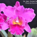 Blc. Mem. Susan Hawkins“黑馬” (＝Blc.Oconee X Blc.Mem.Crispin Rosales“潤源”) 