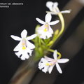 Epidendrum calanthum var. albescens