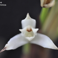 Maxillaria alba-2