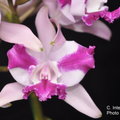 	Parents: C. amethystoglossa x C. intermedia