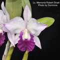 Lc. Memoria Robert Strait 'Blue Hawaii'