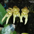 Bulbophyllum umbellatum