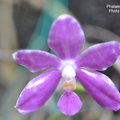 Phalaenopsis pulchra-2