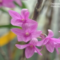 中文名稱 : 紅花石斛 產區 : 台灣(蘭嶼) ,菲律賓 植株大小 : 30 ~ 100公分 花徑 : 1.5 ~ 2.3公分 花期 : 冬季 ~ 春季 花壽 : 10 ~ 14 天 氣味 : 無 日照 : 強光 栽培難度 : 容易 