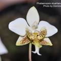 Phalaenopsis stuartiana var. nobilis