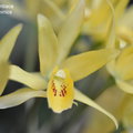 Cattleya aurantiaca