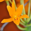 Cattleya aurantiaca-1