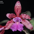 Cattleya aclandiae X Cattleya schilleriana