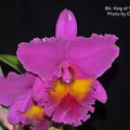 Blc. Bryce Canyon x Blc. Purple Ruby