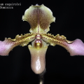 Paphiopedilum esquirolei-1