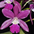 Cattleya leopoldii (No spot)