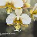 Phalaenopsis stuartiana var. nobilis-2