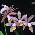 Cattleya forbesii-3