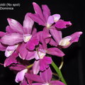 Cattleya leopoldii (No spot)-1