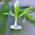\Epidendrum scriptum