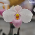 Paphiopedilum delenatii