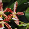 P. tetraspis 'C1'  X  P. mannii 'Black'