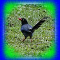 鳥的家園~台灣 藍鵲