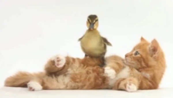 cat & duck