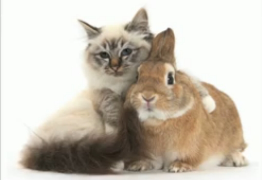 cat & rabbit