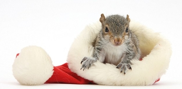 squirrel in hat