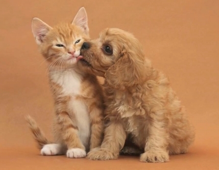 dog kisses cat