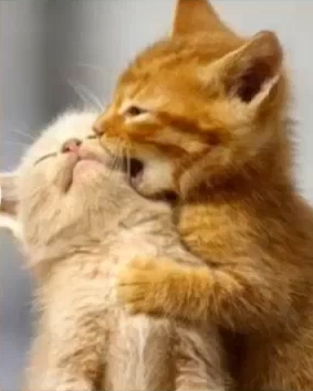 cat kissing