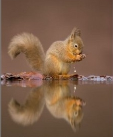 squirrel