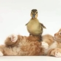 cat & duck
