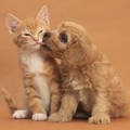 dog kisses cat