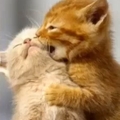 2 kitties kissing