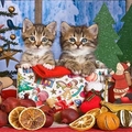 cats with gifts