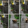 cat & dog's love story