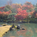 日本天龍寺的楓紅