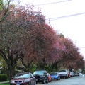 在百花怒放的櫻樹下，人類巧思為愛車賦予各式艷麗的色彩，也要自慚形穢。