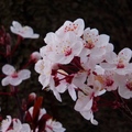 2014 Plum Blossom