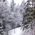 2014年2月下旬飄了這一年的第一場雪。雪花輕輕地棲在枝條上，彷若卸下綠衣，披上白袍。