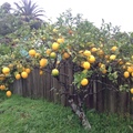 這是種在紐西蘭的檸檬。