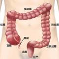 1.大腸結構
2.泌尿系統
3.造口外觀的種類
4.結腸灌腸