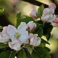 Apple blossom 2018