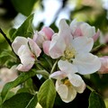 Apple blossom 2018