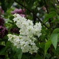 Lilac 丁香花